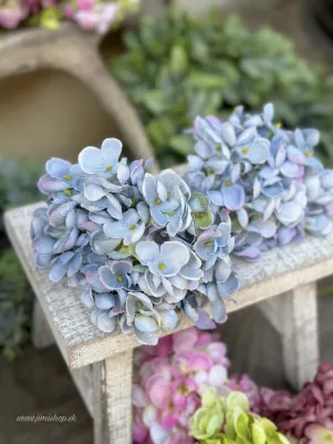 Hortenzia extra hustá, 15 cm, menší kvet, TOP kvalita, Modrá 