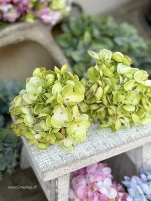 Hortenzia extra hustá, 15 cm, menší kvet, TOP kvalita, Zelená