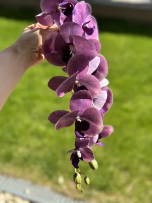 Konár orchidea pogumovaná TOP kvalita, 95 cm (len kvet 37 cm) cyklamenová 