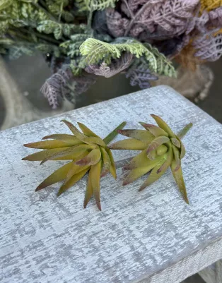 Sukulent pogumovaný malý, 4 cm, výška 5 cm, plus zápich, cena za 1 ks 