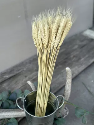 Súšené  klasy cca 38 ks, 45 cm 