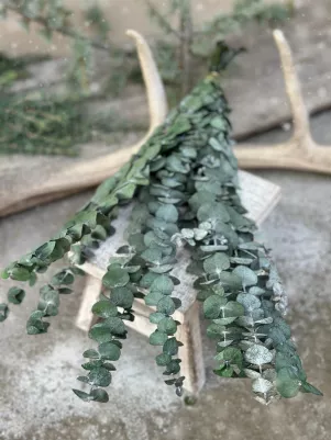 Kytička eukalyptus živý, menšie lístky, (preparovaný) 62cm 